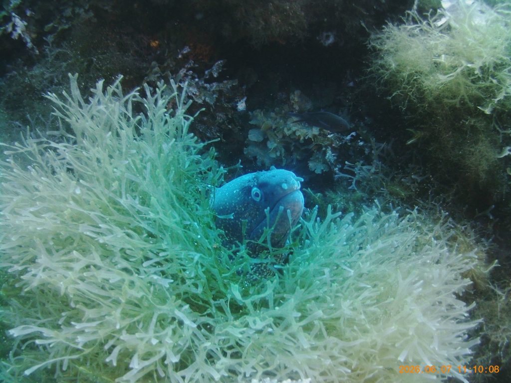 Moral Eel Reqqa Point Gozo